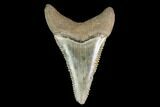 Serrated, Fossil Great White Shark Tooth - South Carolina #142306-1